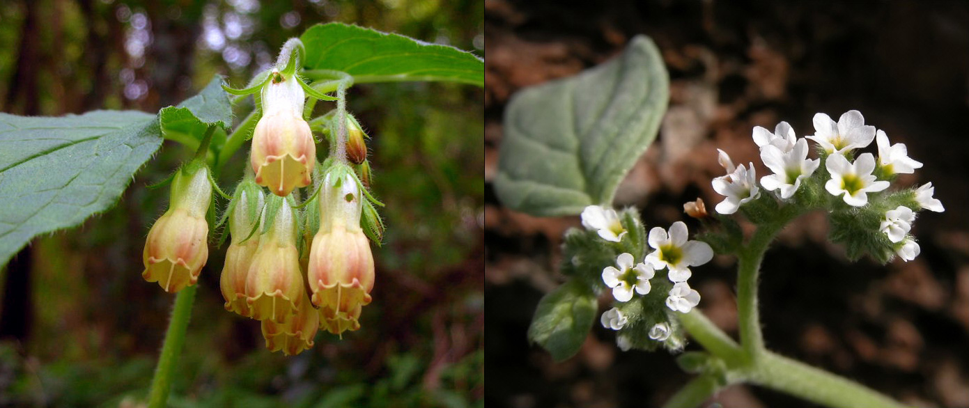 Famiglia BORAGINACEAE