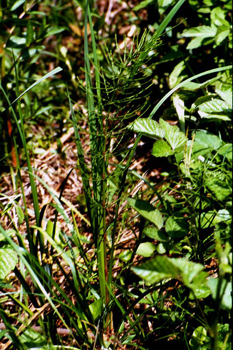Equisetum arvense