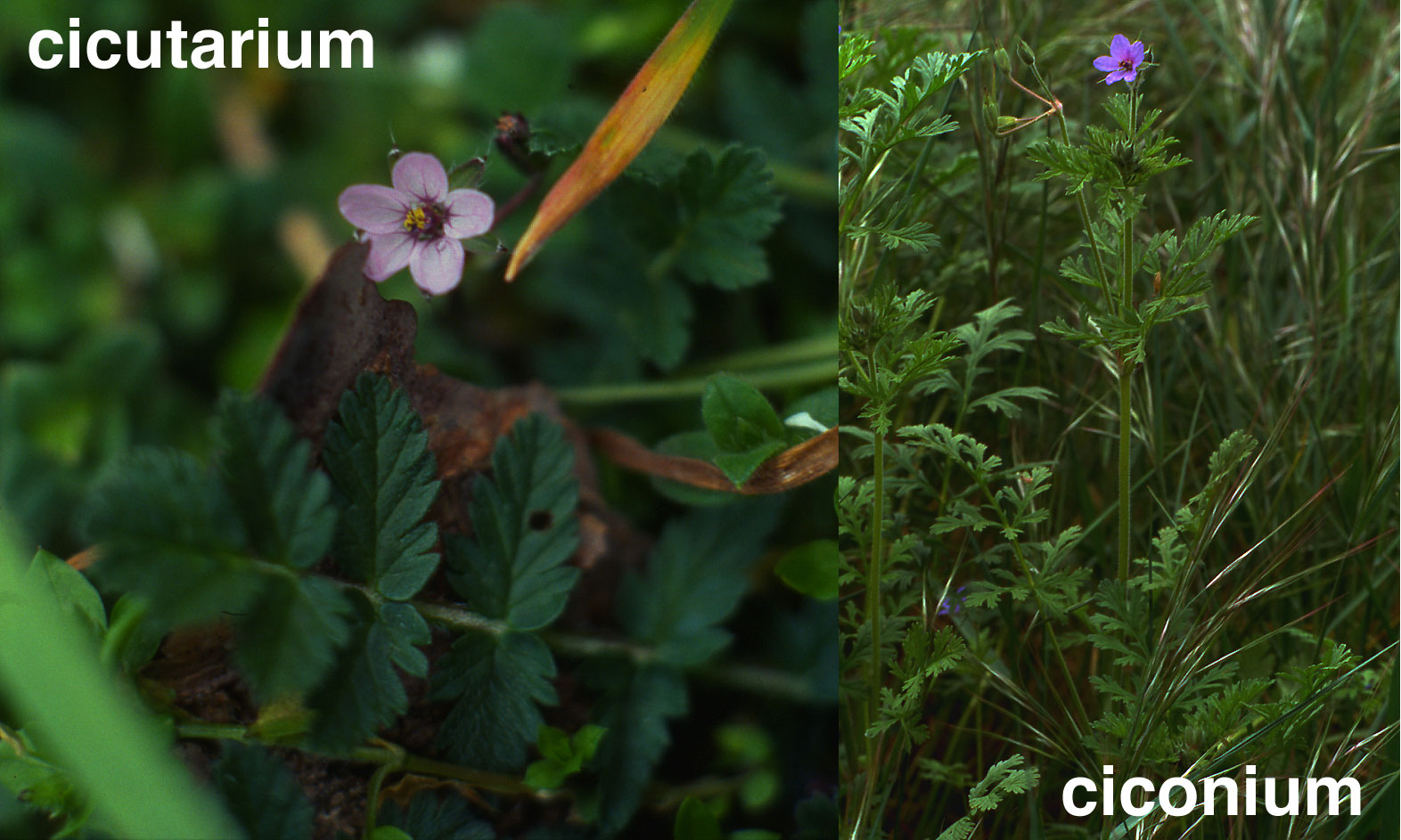 Erodium ciconium / Becco di Gr maggiore
