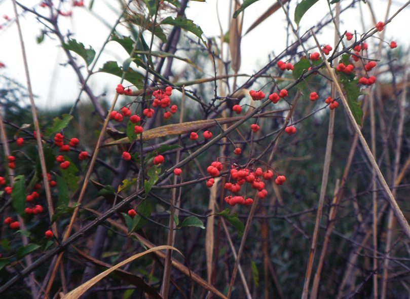 Euonymus europaeus / Fusaria comune, Berretto da prete