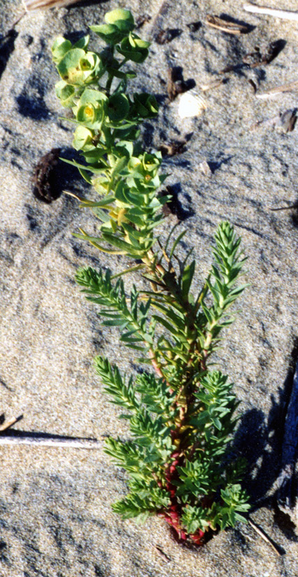 Euphorbia paralias / Euforbia marittima