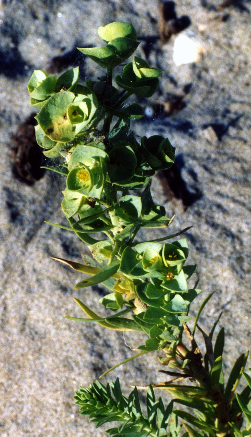 Euphorbia paralias / Euforbia marittima