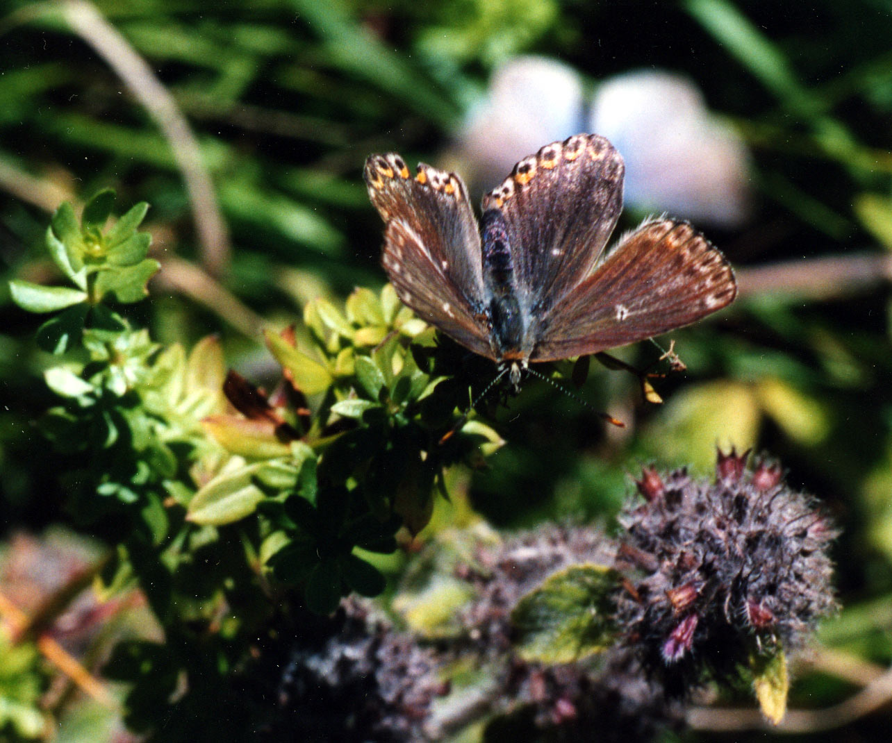 Polyommatus coridon. Melitaea didyma