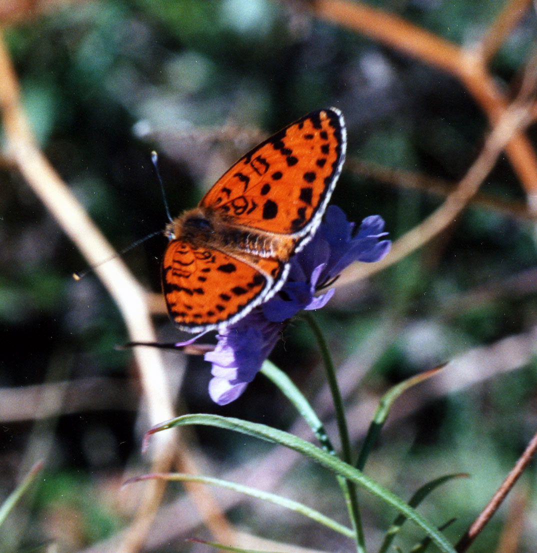 Polyommatus coridon. Melitaea didyma