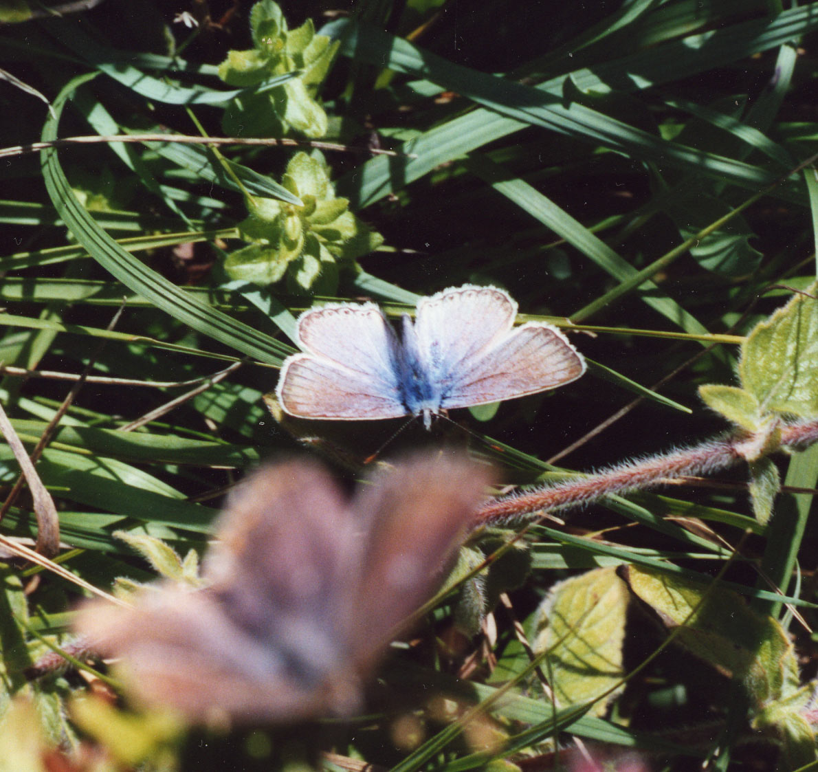 Polyommatus coridon. Melitaea didyma