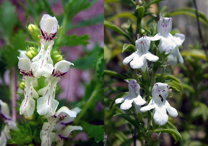 Famiglia LAMIACEAE