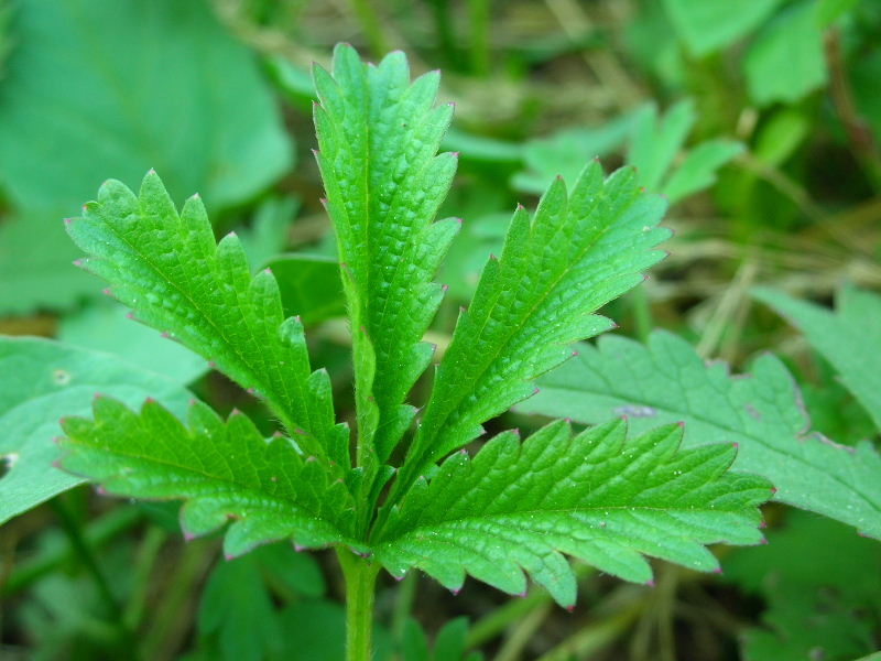 Famiglia ROSACEAE - Genere Rosa e Potentilla