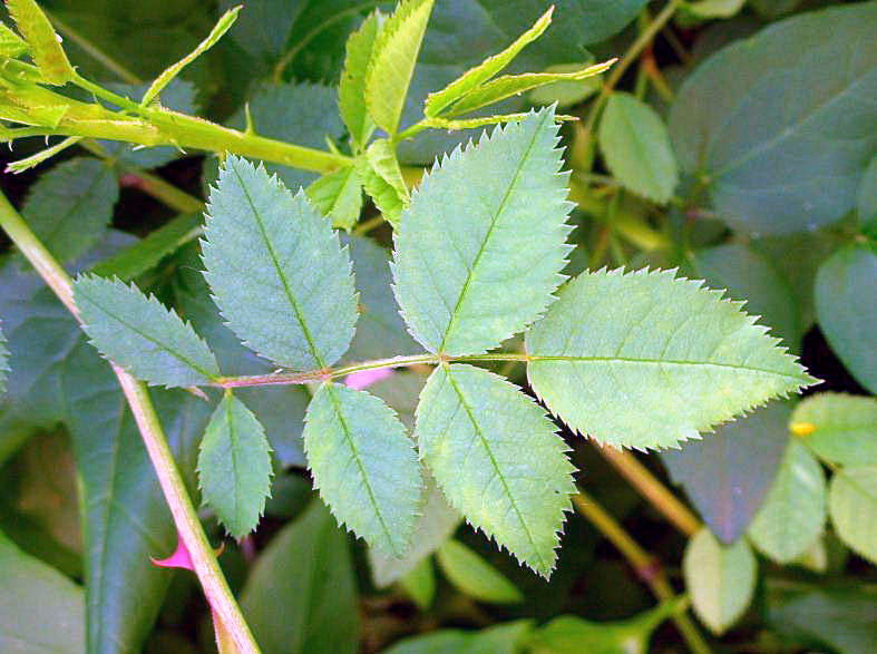 Famiglia ROSACEAE - Genere Rosa e Potentilla