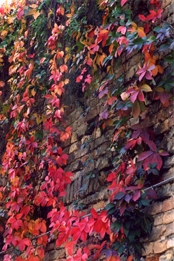 Autunno e ... filtri