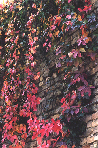 Autunno e ... filtri
