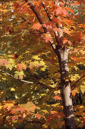 Autunno e ... filtri