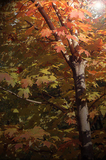 Autunno e ... filtri