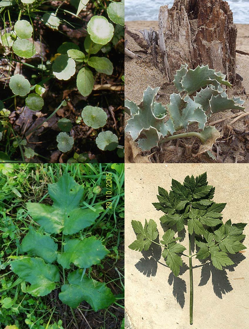 Famiglia APIACEAE
