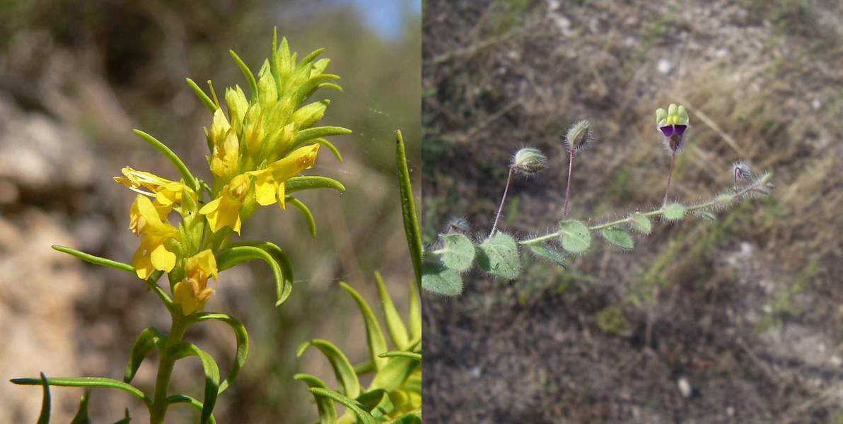 Famiglia SCROPHULARIACEAE