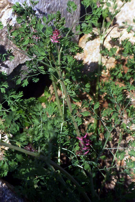 Fumaria officinalis cercasi