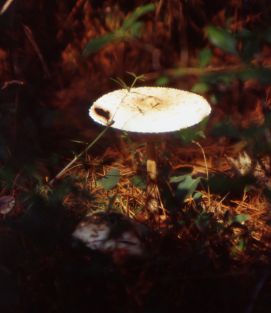 Supporto nella determinazione