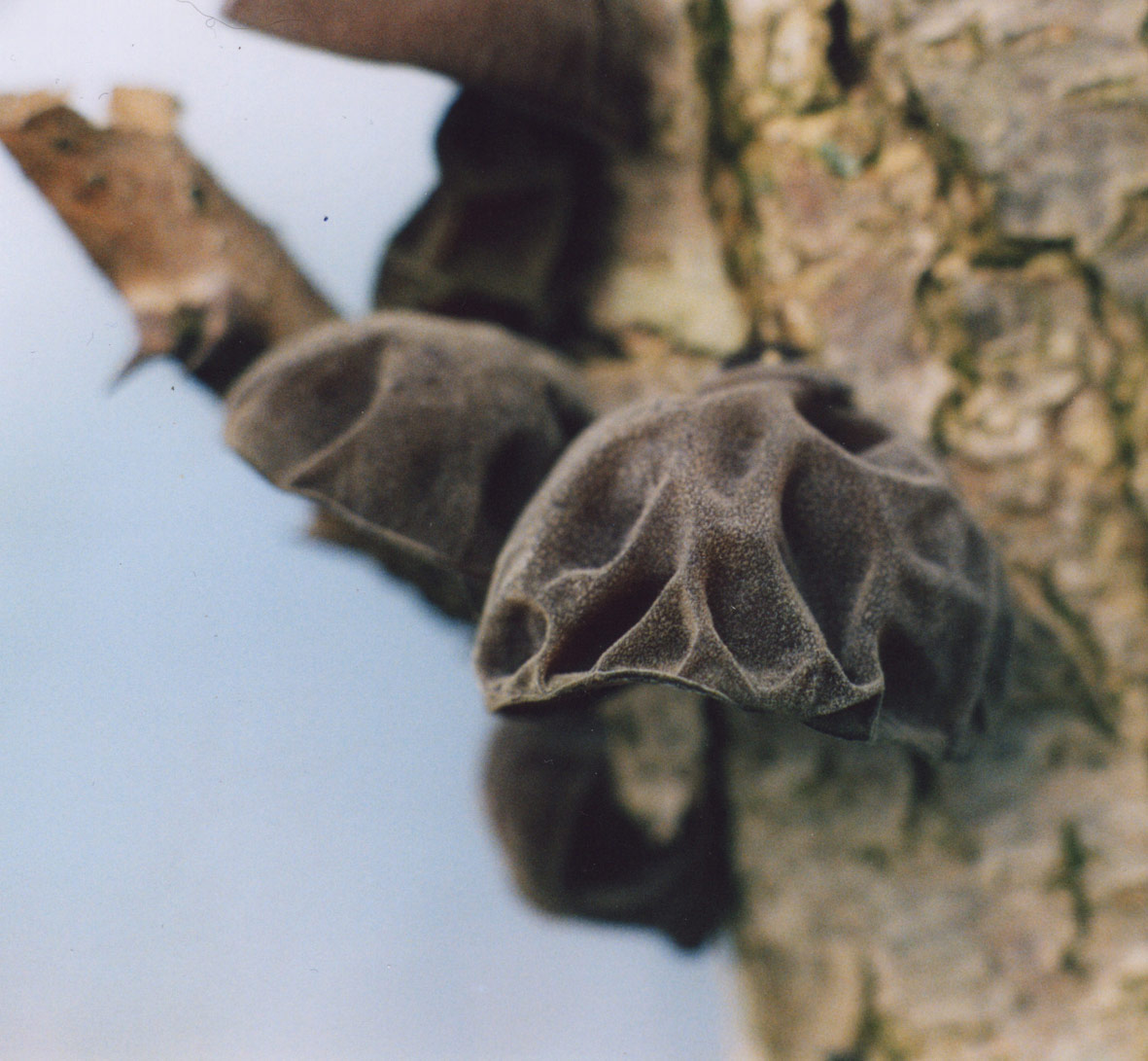 Aiuto per determinazione