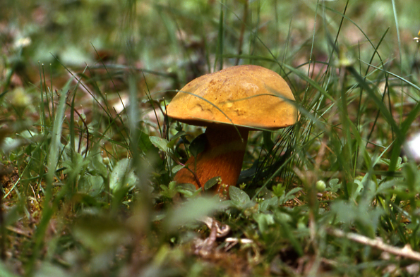 Supporto nella determinazione