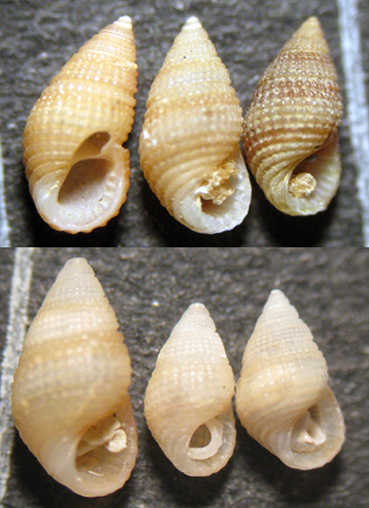 Rissoidae nel Mediterraneo: Genere Alvania
