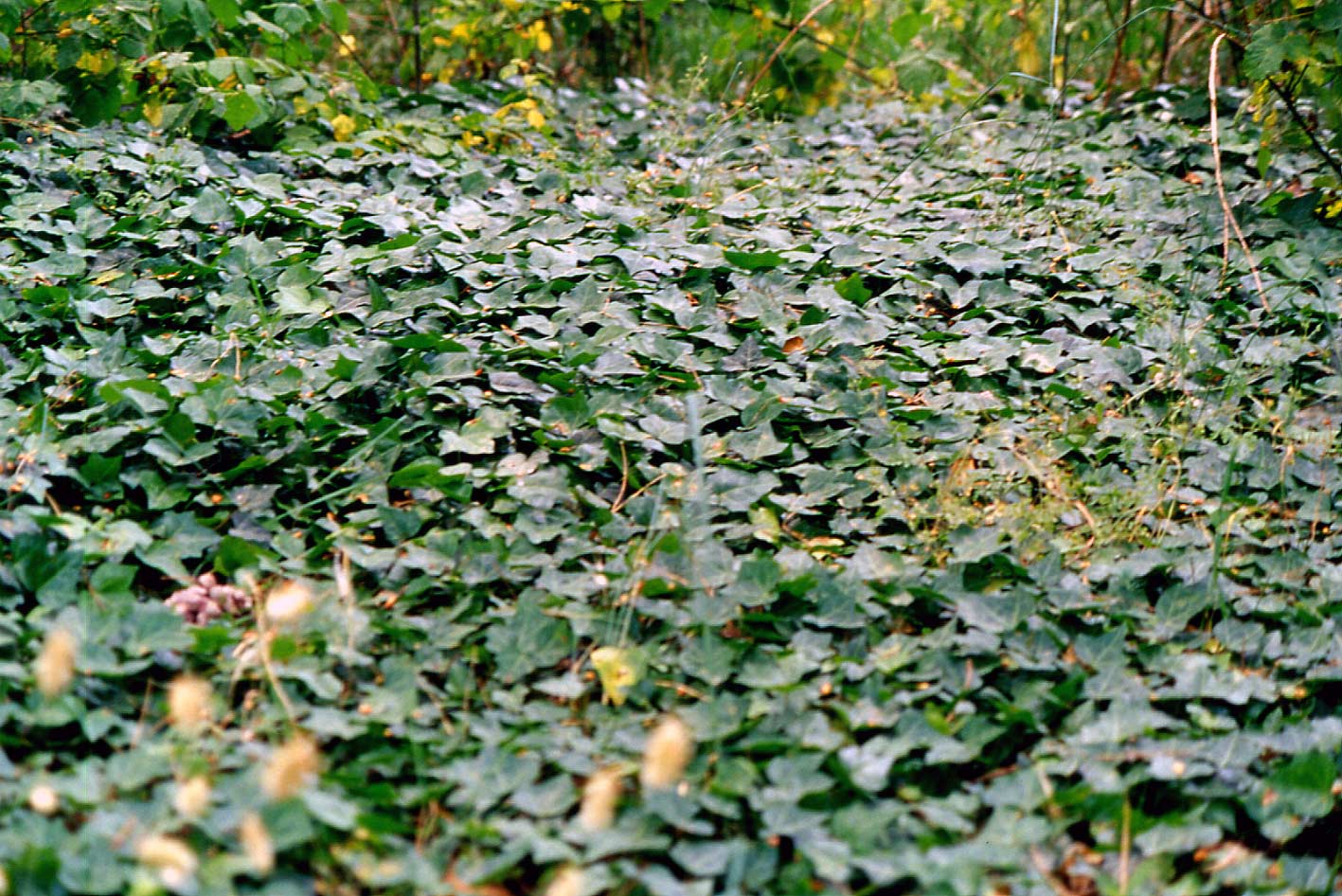 Hedera helix / Edera