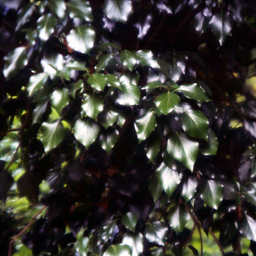 Hedera helix / Edera