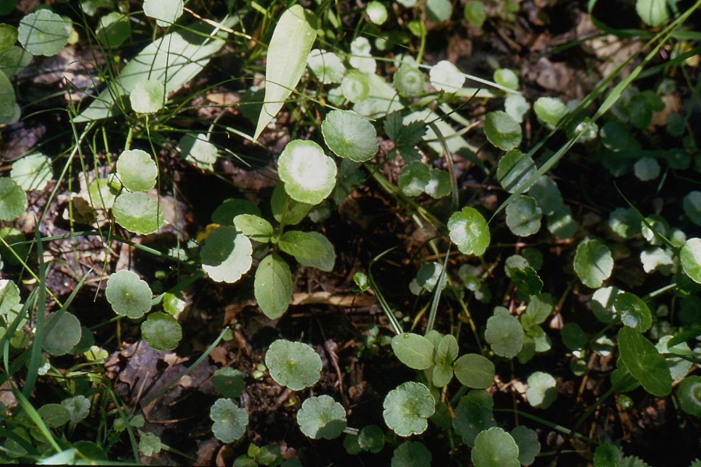 Umbilicus rupestris / Ombelico di Venere