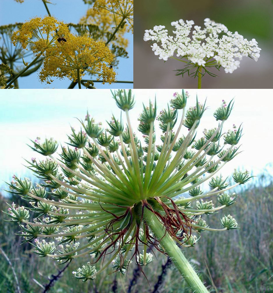 Famiglia APIACEAE