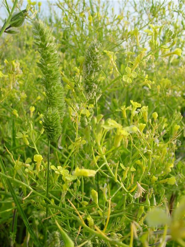 Famiglia BRASSICACEAE