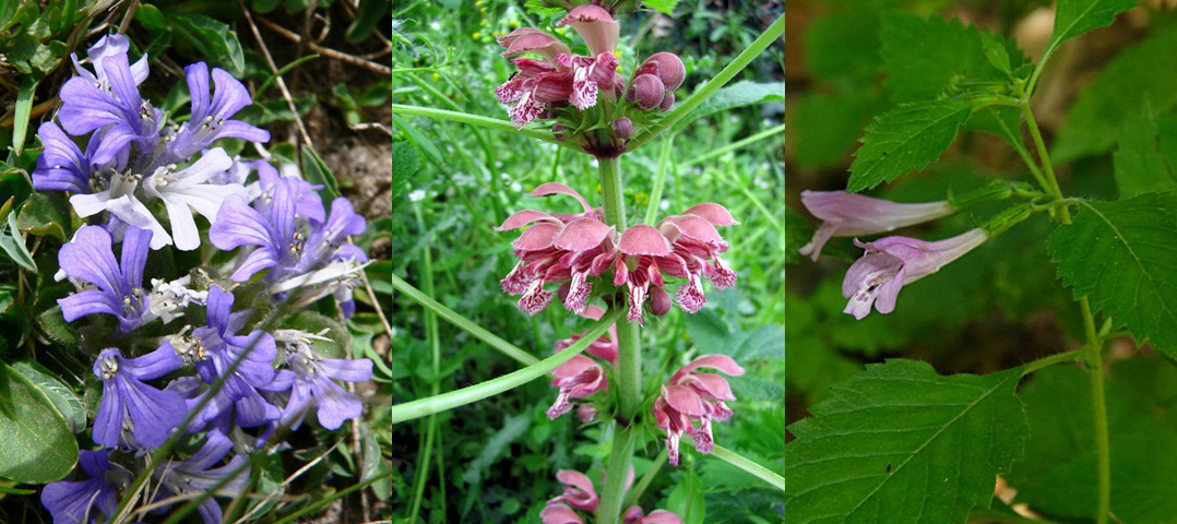 Famiglia LAMIACEAE