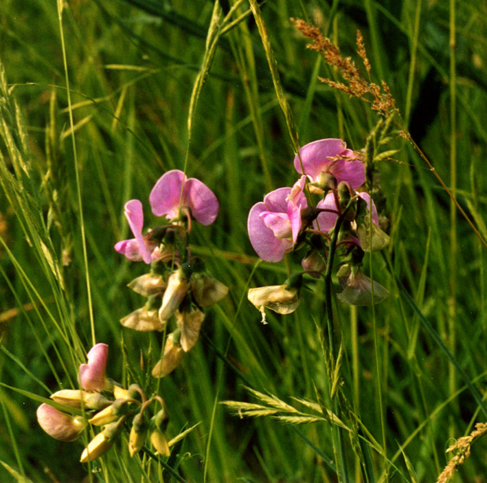 Piante di Monteveglio