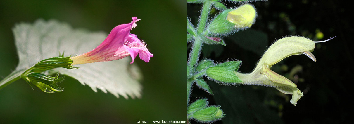 Famiglia LAMIACEAE