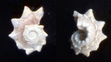 Bolma rugosa juv.