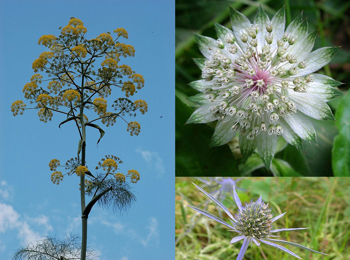 Famiglia APIACEAE