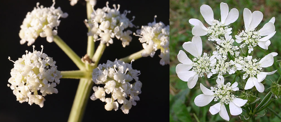 Famiglia APIACEAE