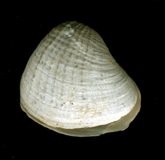 Pholadomya loveni