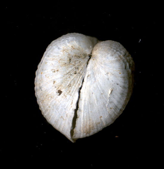 Pholadomya loveni