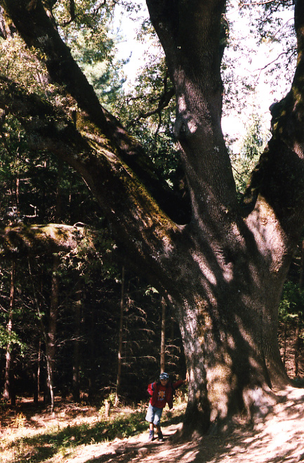 Quercus pubescens / Roverella