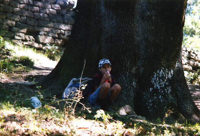 Quercus pubescens / Roverella