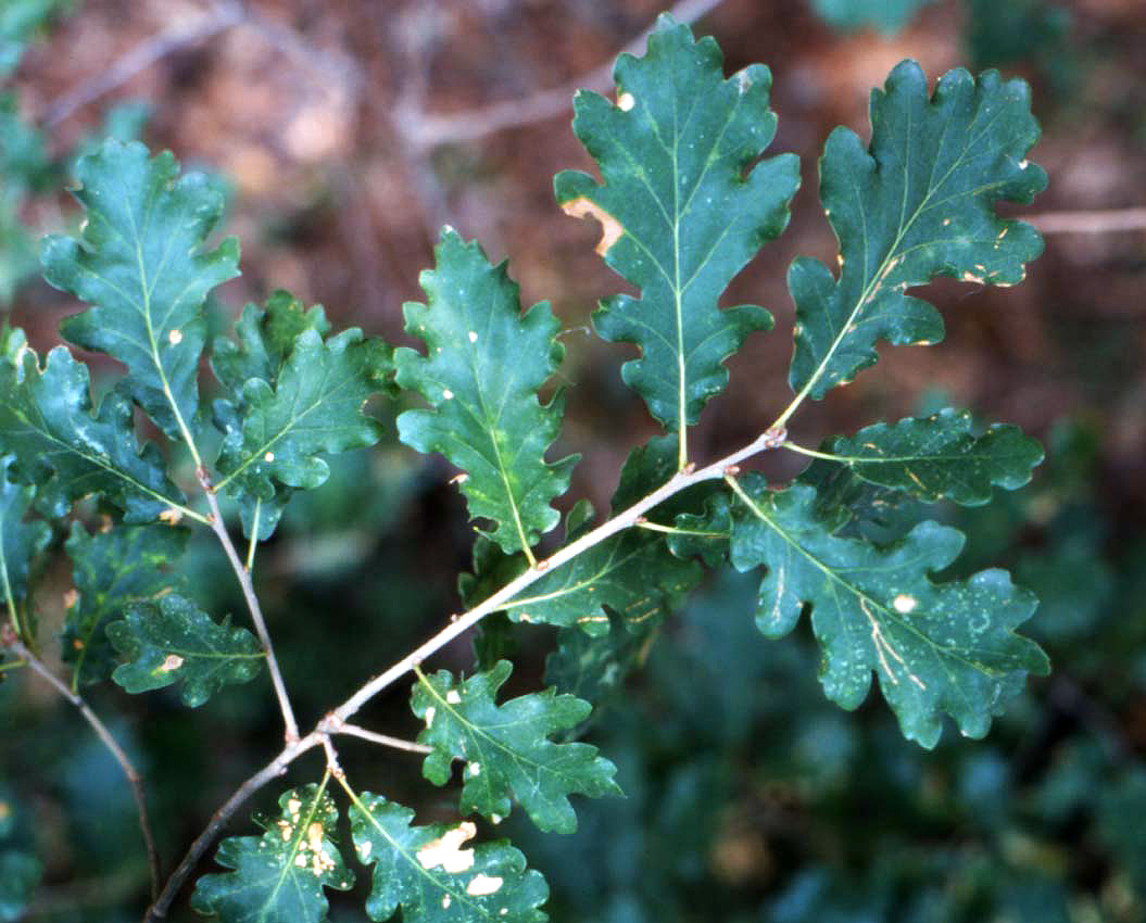 Quercus pubescens / Roverella