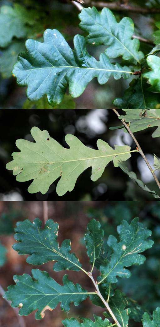 Quercus robur x pubescens