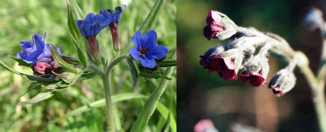 Famiglia BORAGINACEAE