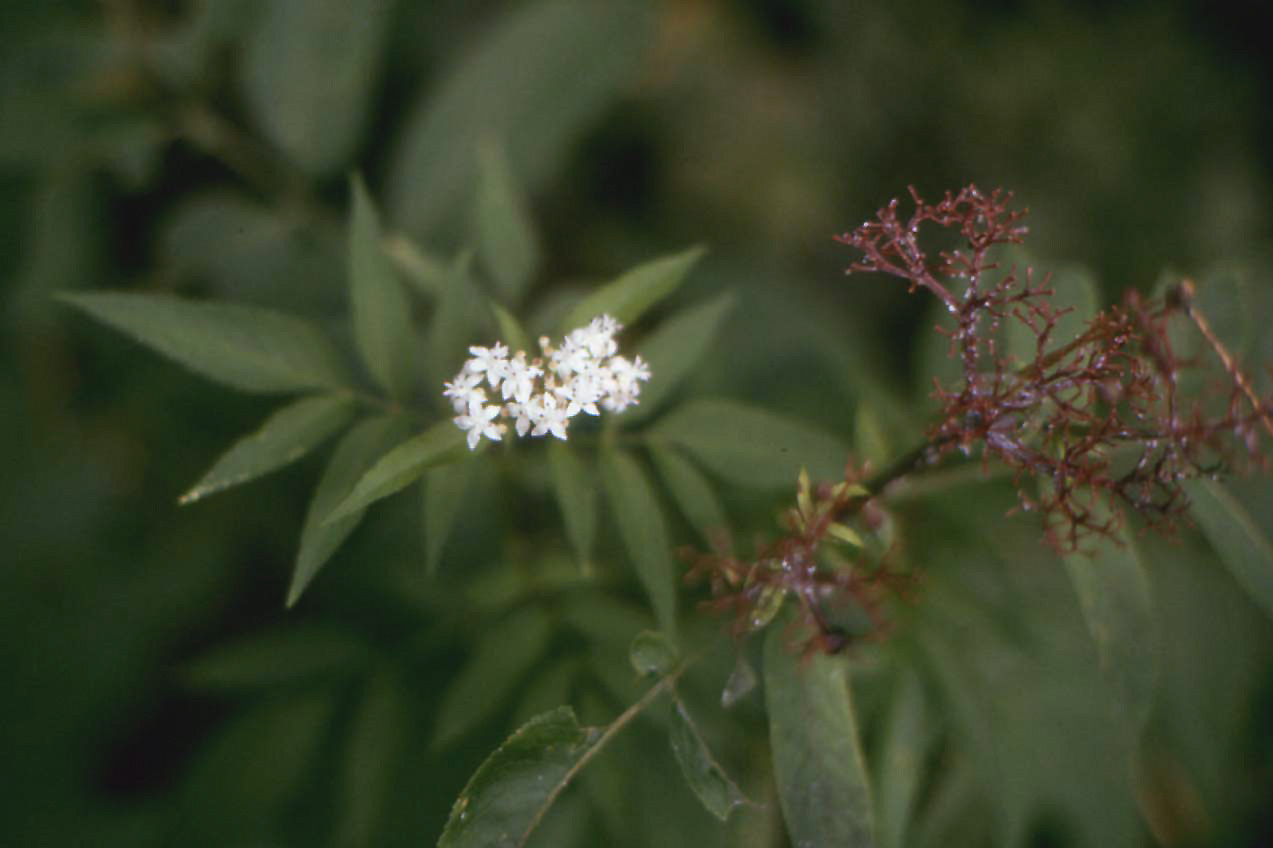 Sambucus ebulus / Sambuco lebbio