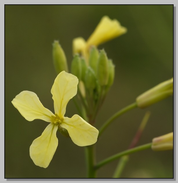 Famiglia BRASSICACEAE