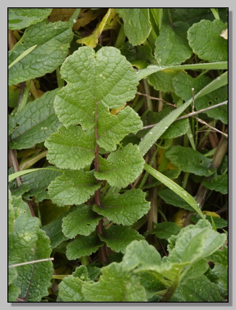 Famiglia BRASSICACEAE