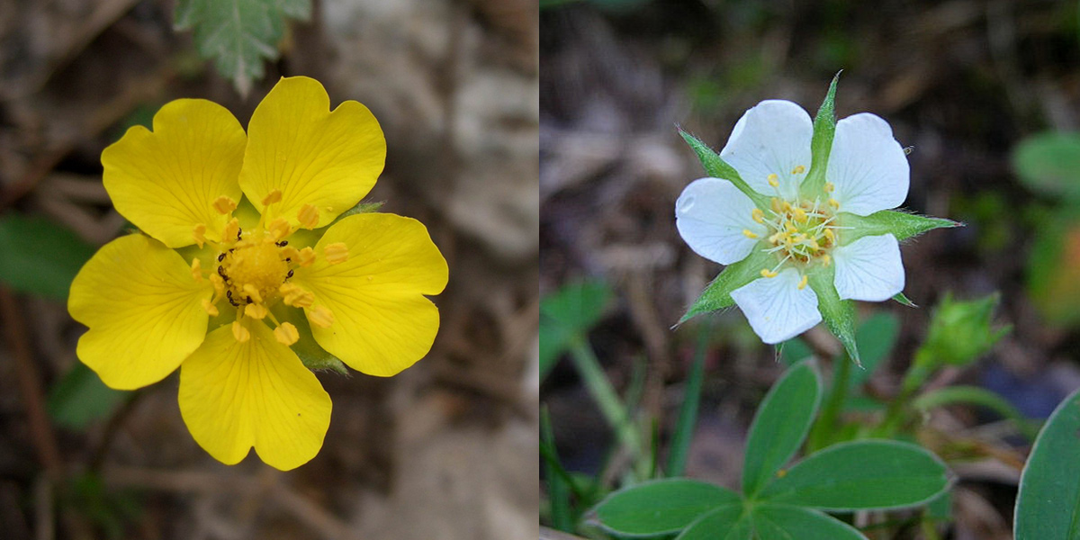 Famiglia ROSACEAE - Genere Rosa e Potentilla