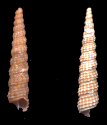 Metaxia metaxe