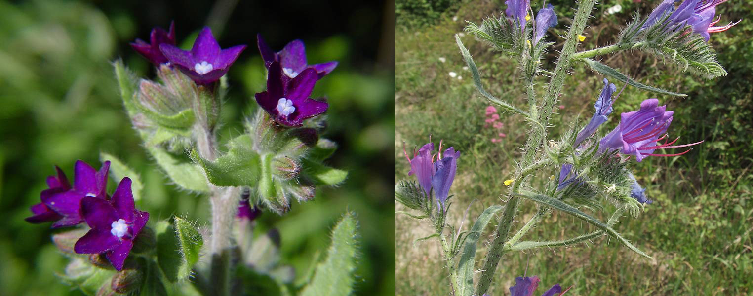 Famiglia BORAGINACEAE