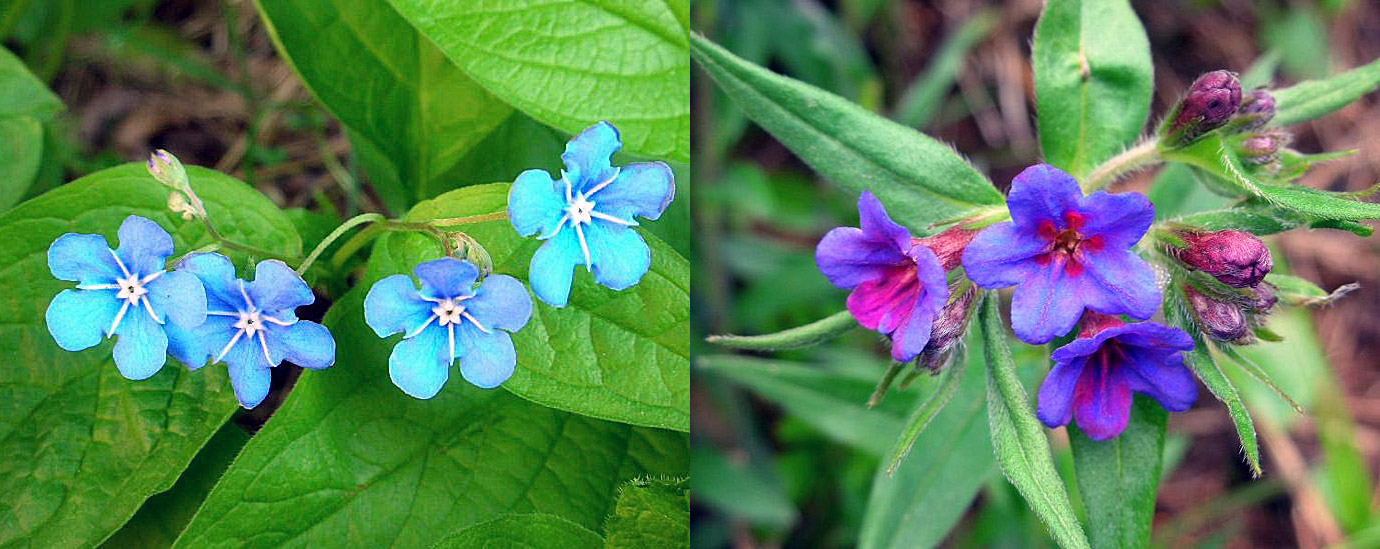 Famiglia BORAGINACEAE