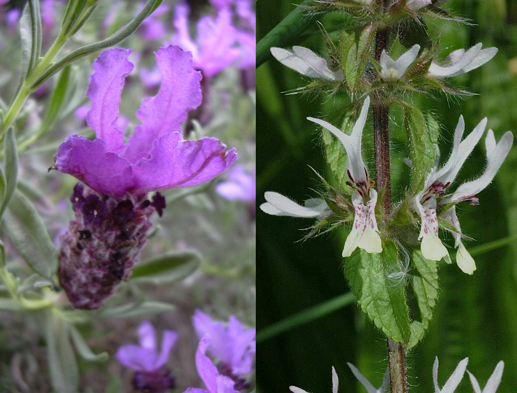 Famiglia LAMIACEAE