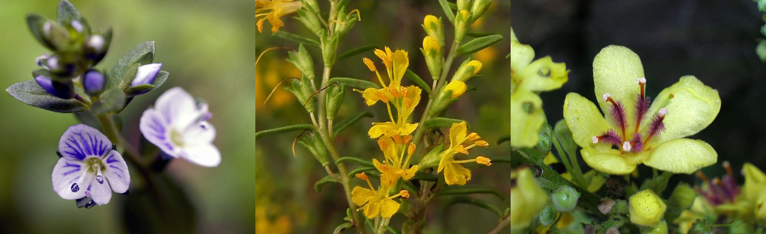 Famiglia SCROPHULARIACEAE